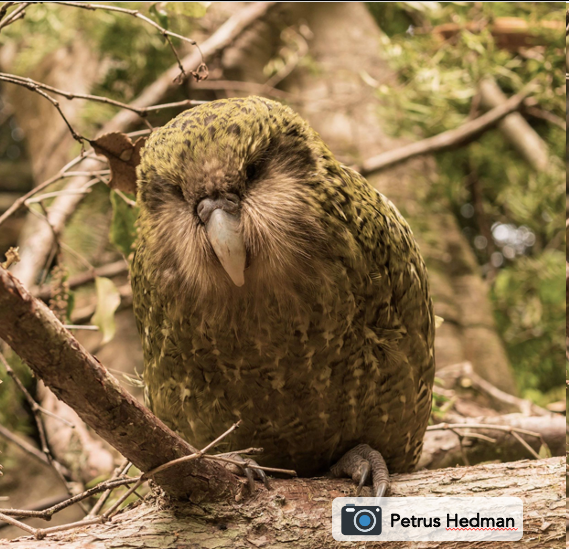 Excited to share our #Conservation #Genomics #Kākāpō #Preprint! Can we find associations for fitness-related traits in a critically endangered species? With 5 decades of phenotypes, species-wide sequencing, and an awesome group of folks #YesWeCan 🧵 1/n biorxiv.org/content/10.110…