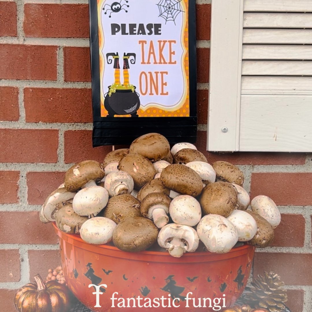 Fantastic Fungi on Twitter: 