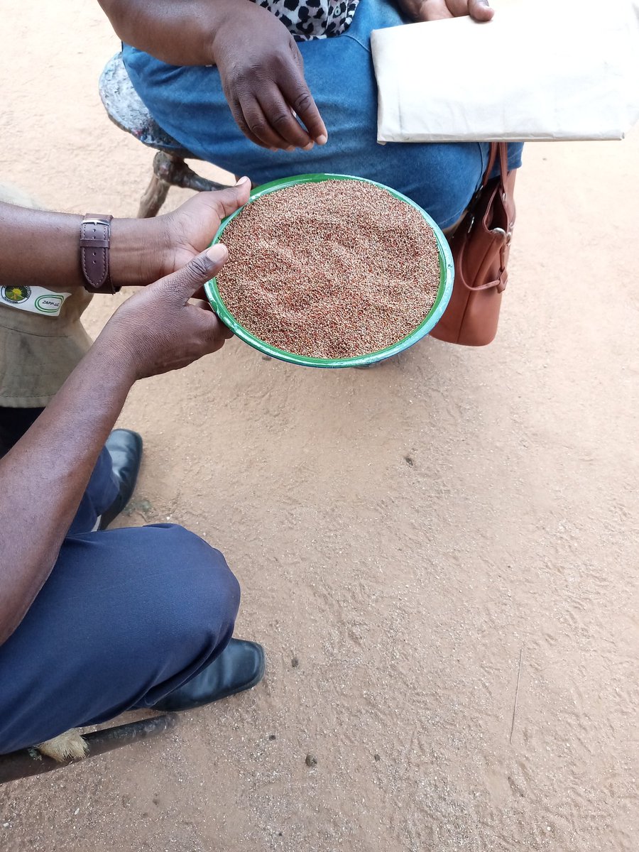 Zipecs's tweet image. Chinyika farmers into small grains seed production. Rapoko (pfumbata).