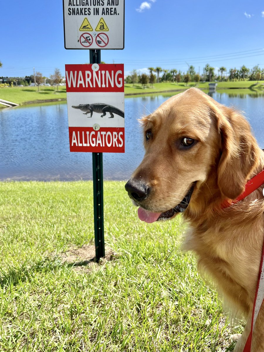 TheGoldenRatio4's tweet photo. Nacho is on his way to Maryland, but he's not out of Florida yet! 🐊🍊🌴 https://t.co/WDlXPMKnQR