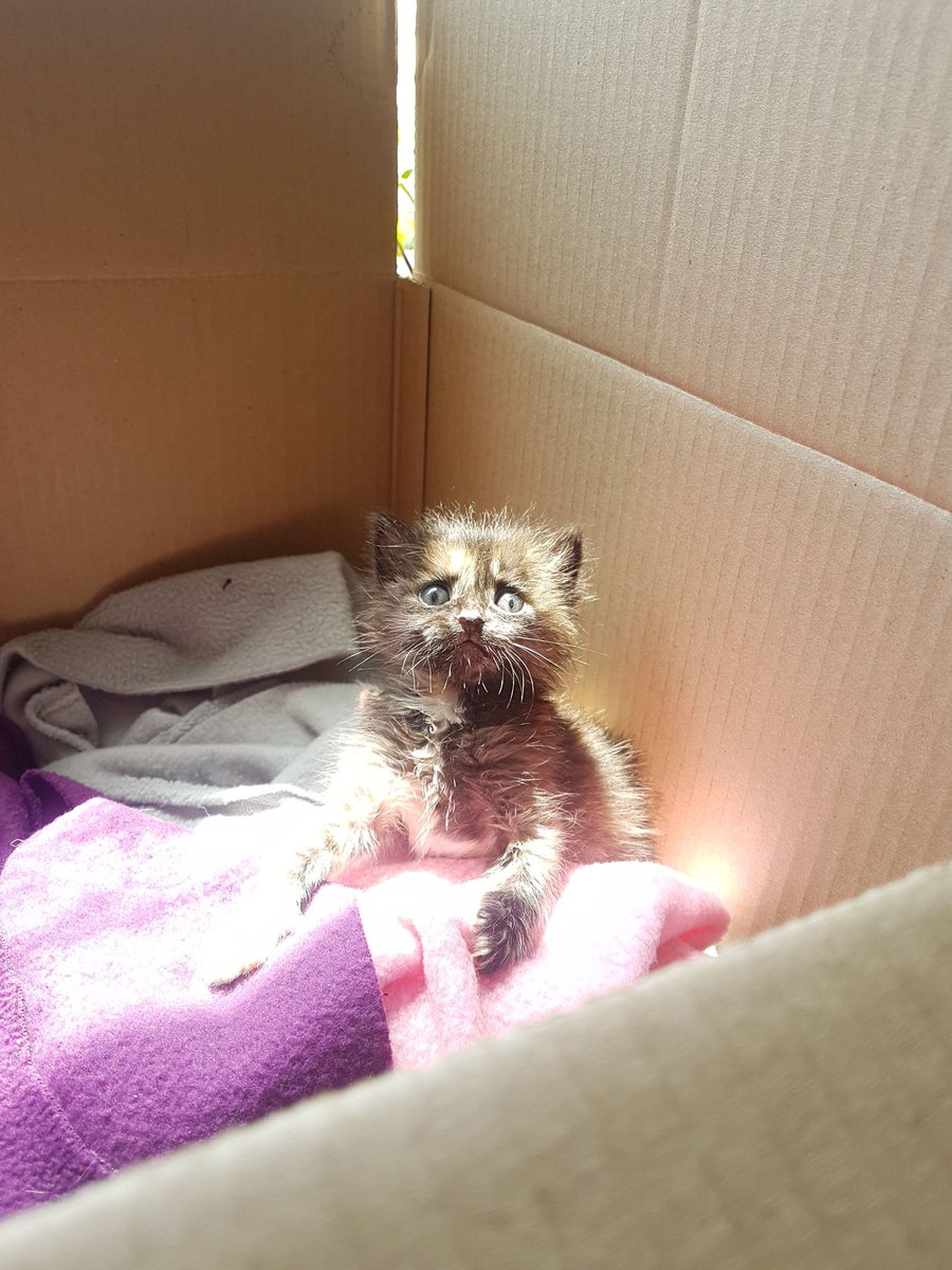 Ninibot__'s tweet photo. @jaerockets My cat https://t.co/bdGIJ8gFcF