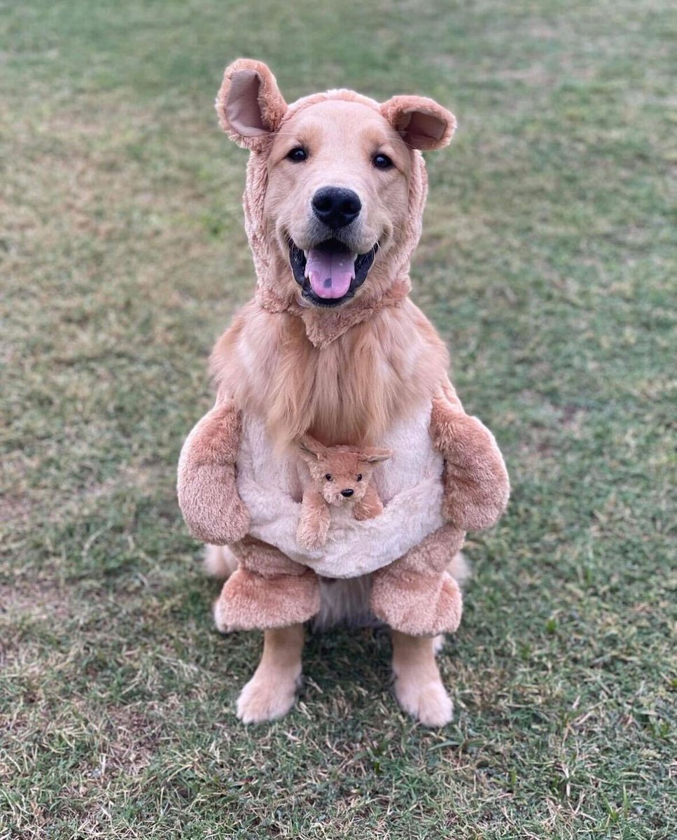 dog_rates's tweet image. This is Oakley. Halloween is his absolute favorite holiday. Some people asked if he was a teddy bear, which is silly. He&apos;s clearly an Australian dog. 13/10