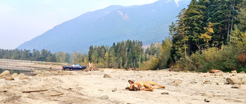 oscarindacity's tweet image. Ok I'm done for the day 
#oscarindacity #oscarondaroad #dogsoftwitter