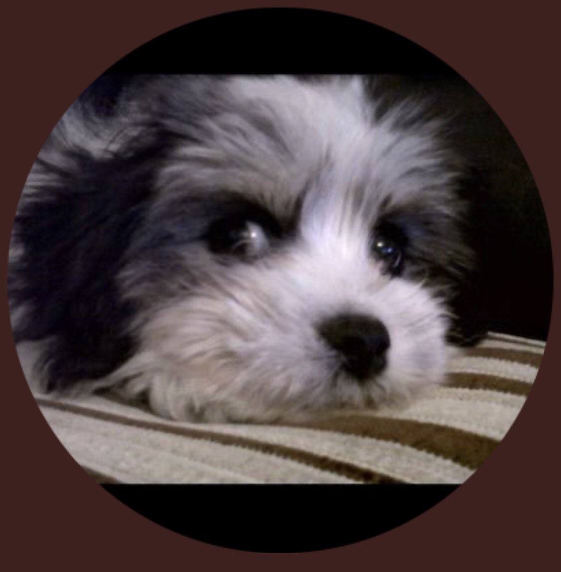 <a href="/JackieClinch/">Jackie 🇬🇧</a> <a href="/Nigel_Farage/">Nigel Farage MP</a> Terrierist sympathiser