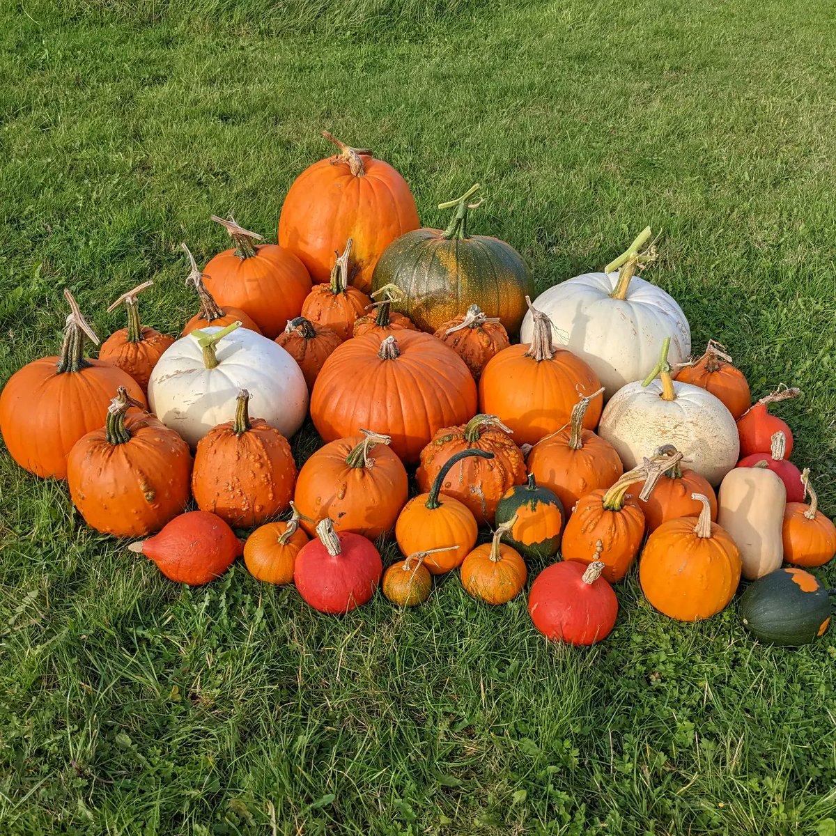 Maria_TeaRex's tweet photo. Celebrating our pumpkin &amp; squash harvest today 🎃 We picked the glut  earlier in October and been ripening ever since in the tunnel. Lots of pumpkins and squash recipes on the go for Oct &amp; Nov 😅

#Homegrown #Pumpkins #GIYIreland #Halloween #Polytunnel #Harvest #October https://t.co/wszhLE18Jn