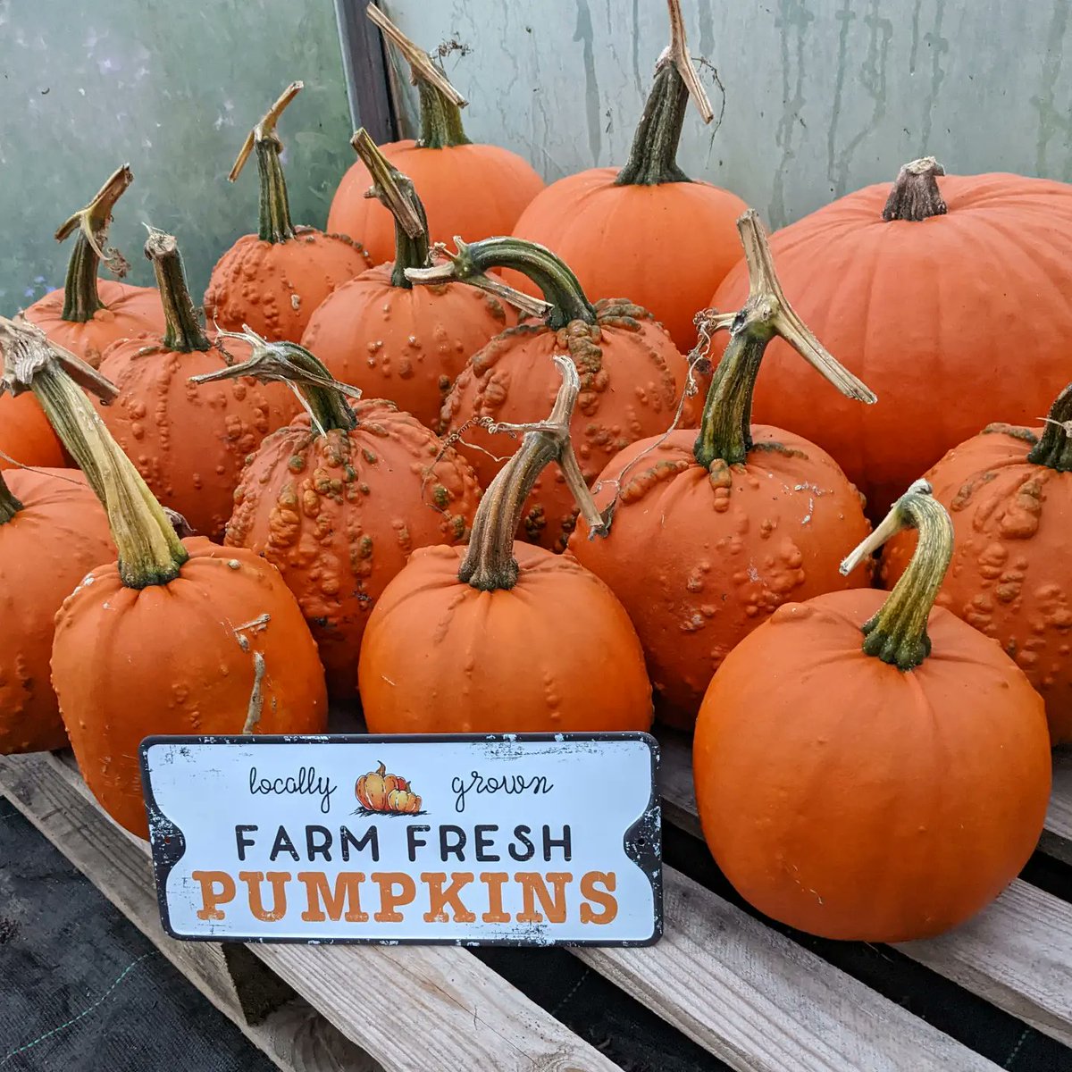 Maria_TeaRex's tweet photo. Celebrating our pumpkin &amp; squash harvest today 🎃 We picked the glut  earlier in October and been ripening ever since in the tunnel. Lots of pumpkins and squash recipes on the go for Oct &amp; Nov 😅

#Homegrown #Pumpkins #GIYIreland #Halloween #Polytunnel #Harvest #October https://t.co/wszhLE18Jn