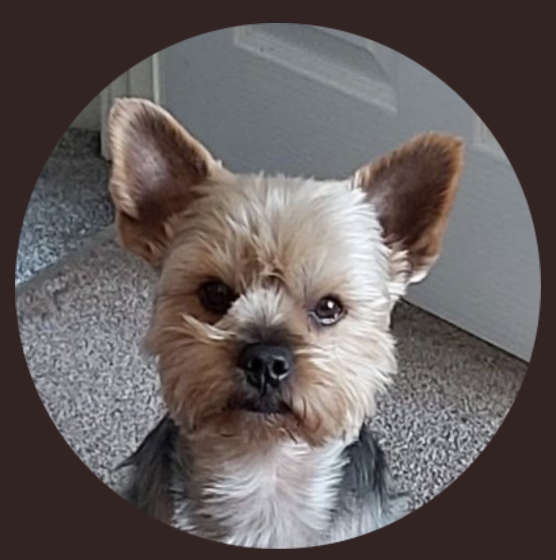 Another terrierist sympathiser