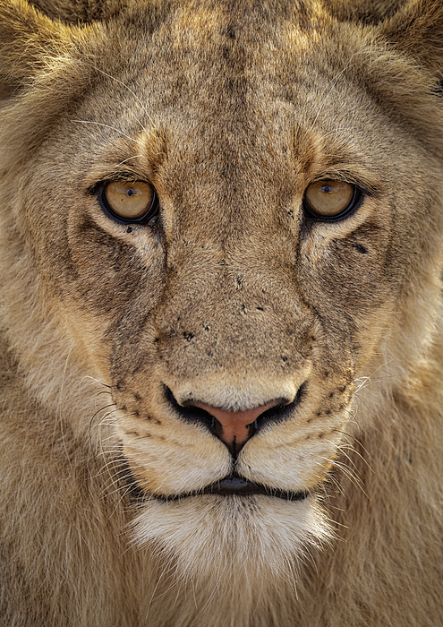 New artwork for sale! - "Death" - fineartamerica.com/featured/death… <a href="/fineartamerica/">Fine Art America</a>