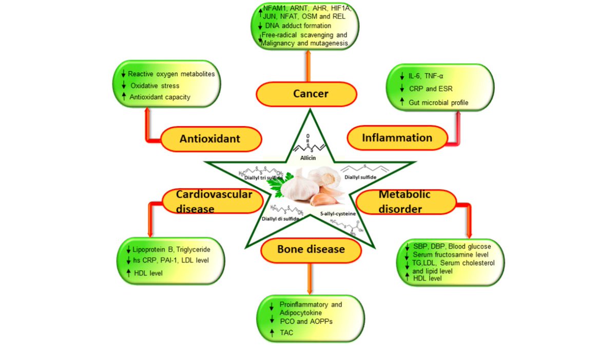 One of the world's oldest crops: Garlic

Why you should be consuming this ancient, disease-fighting...