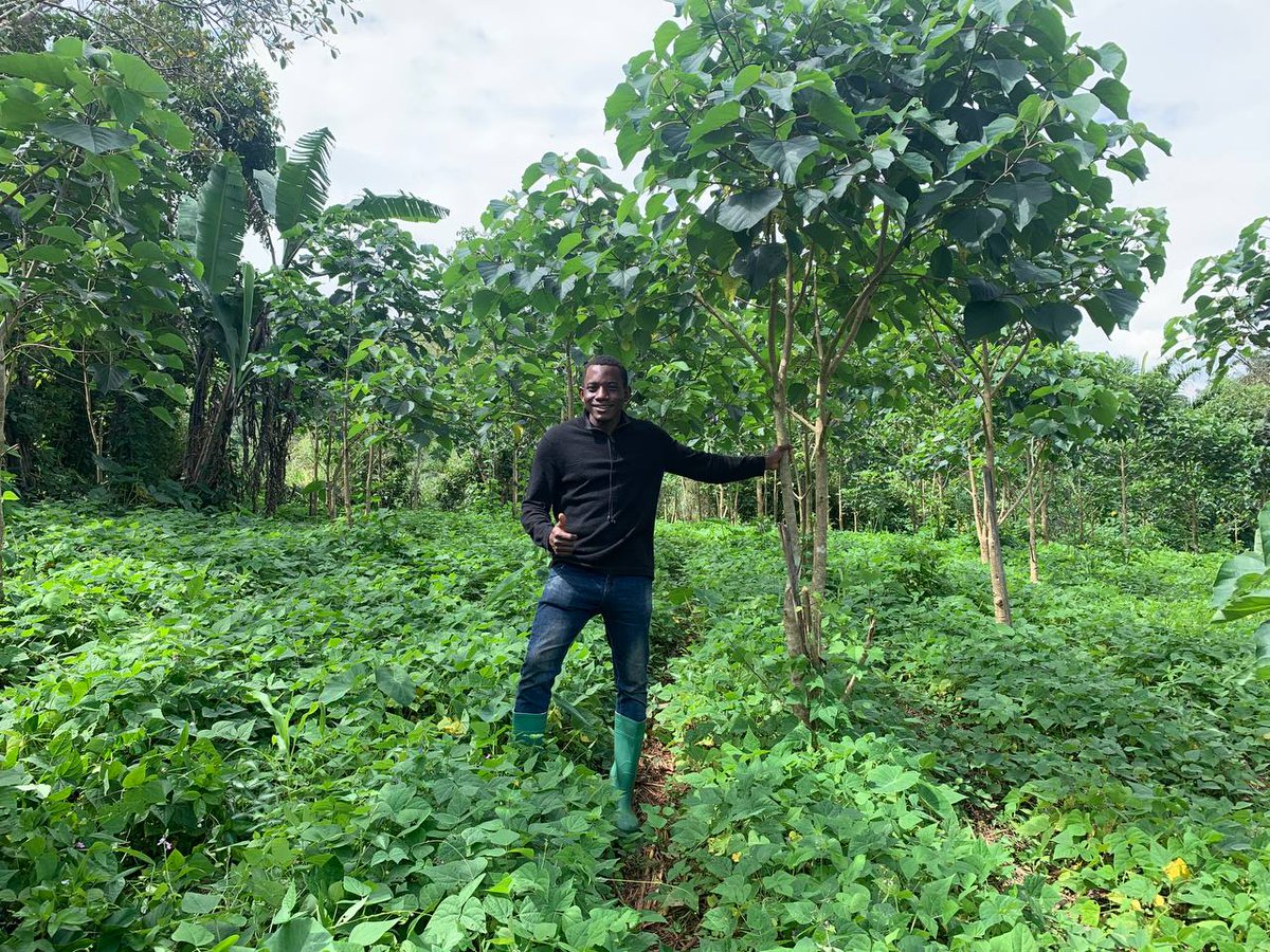 Agroforestry is a way of using agricultural land that combines trees with crops or livestock to produce products or services useful to humans. The combination  of trees and agriculture has considerable advantages, particularly in the area of soil.
<a href="/UNEP/">UN Environment Programme</a> 
<a href="/YALDACameroon/">YALDA Cameroon</a> 
<a href="/BCRires/">Biodiversity and Climate change Research Institute</a>