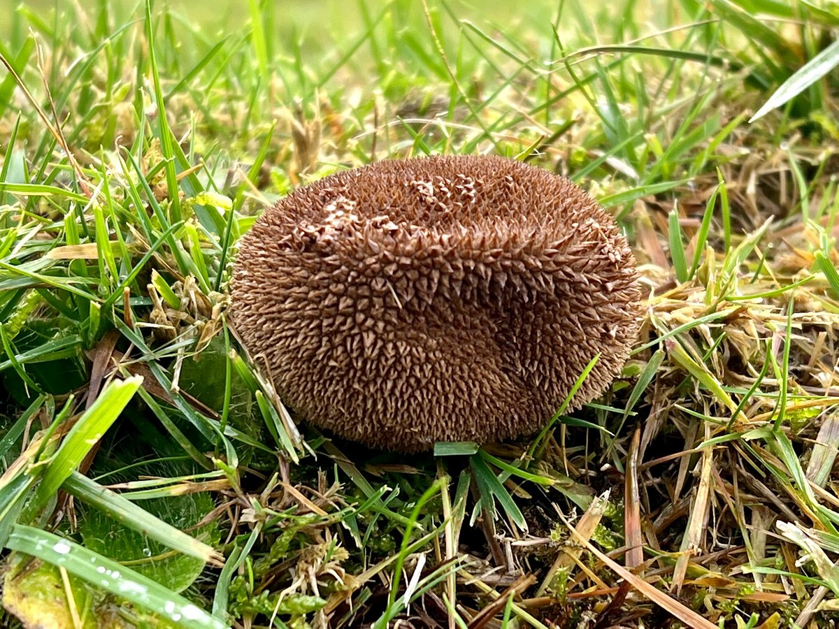 How cute is this Dusky Puffball, Lycoperdon nigrescens! Just like a teeny, tiny curled-up hedgehog! Perched atop a grave in a wonderful old churchyard near Penrith. 🦔 #fungi #MushroomMonday