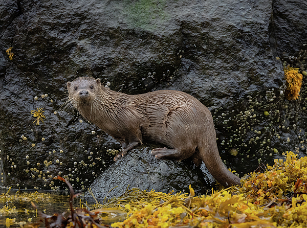 New artwork for sale! - "Loch Side - 5" - fineartamerica.com/featured/loch-… <a href="/fineartamerica/">Fine Art America</a>
