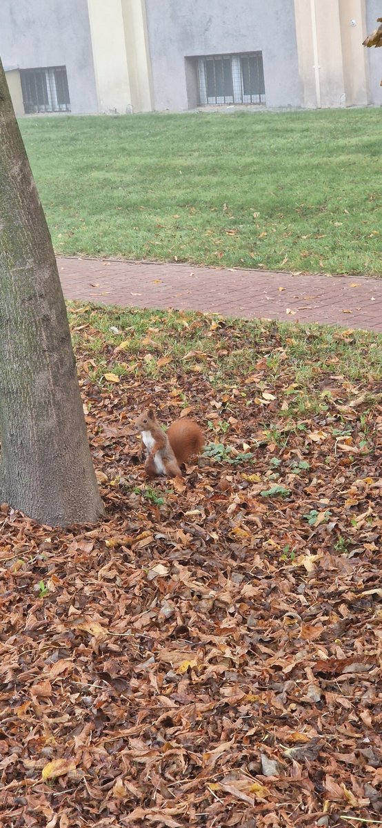 Nikolas87822584's tweet photo. #left #right #squirrel i caught you https://t.co/xbLTv090f7
