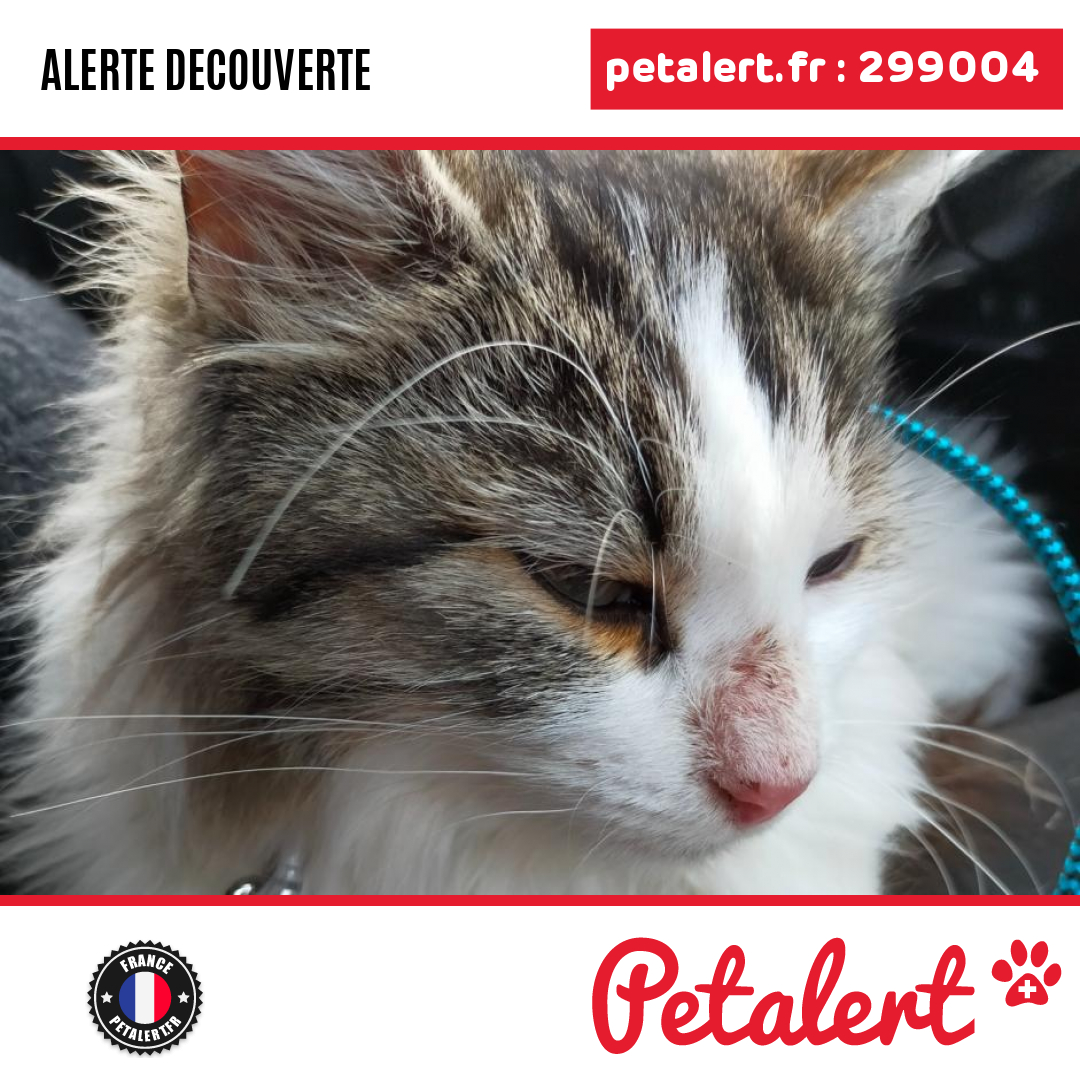 petalert_france's tweet photo. Trouvé #Chat #Calvados #Dozule #Petalert #PetAlert14 / https://t.co/VQaSkBMqNx https://t.co/bynOC6XfEm