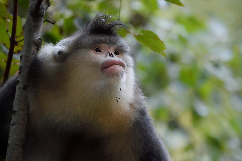 monkeywithlips's tweet photo. @noodlegibbon One day, friend! https://t.co/U8xYZOJ9e2