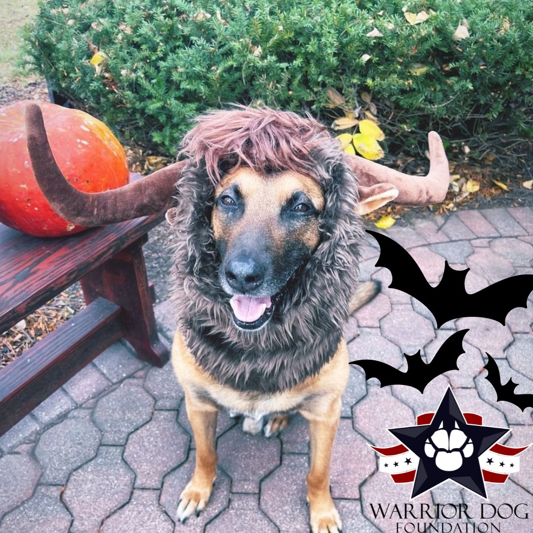 Happy Howl-o-Ween 🦴

A very special Halloween Greeting from adopted, retired USAF K9, & Warrior Dog BENI!

#happyhalloween #dogcostume #usairforce #usaf #airforce #airforcek9 #dogrescue #caninerehab #501c3 #philanthropy