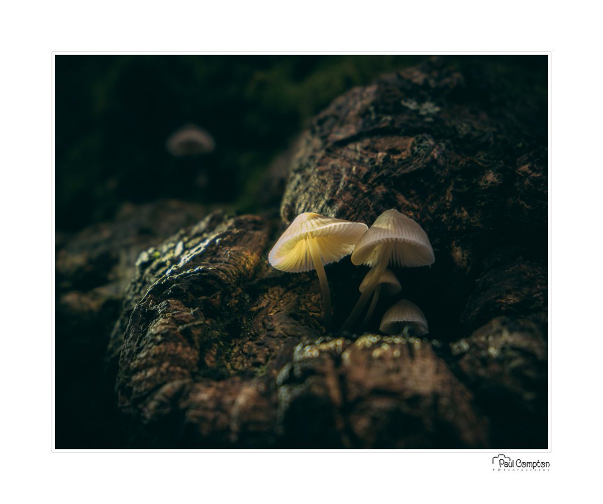 Padley Gorge not just trees. Youtube.com/paulcomptonpdp… #mushrooms #fugi #landscapephotography #landscape_hunter #landscapeworkshop #landscapephotographeroftheyear #Landscape #paulcomptonpdphotography #paulcompton