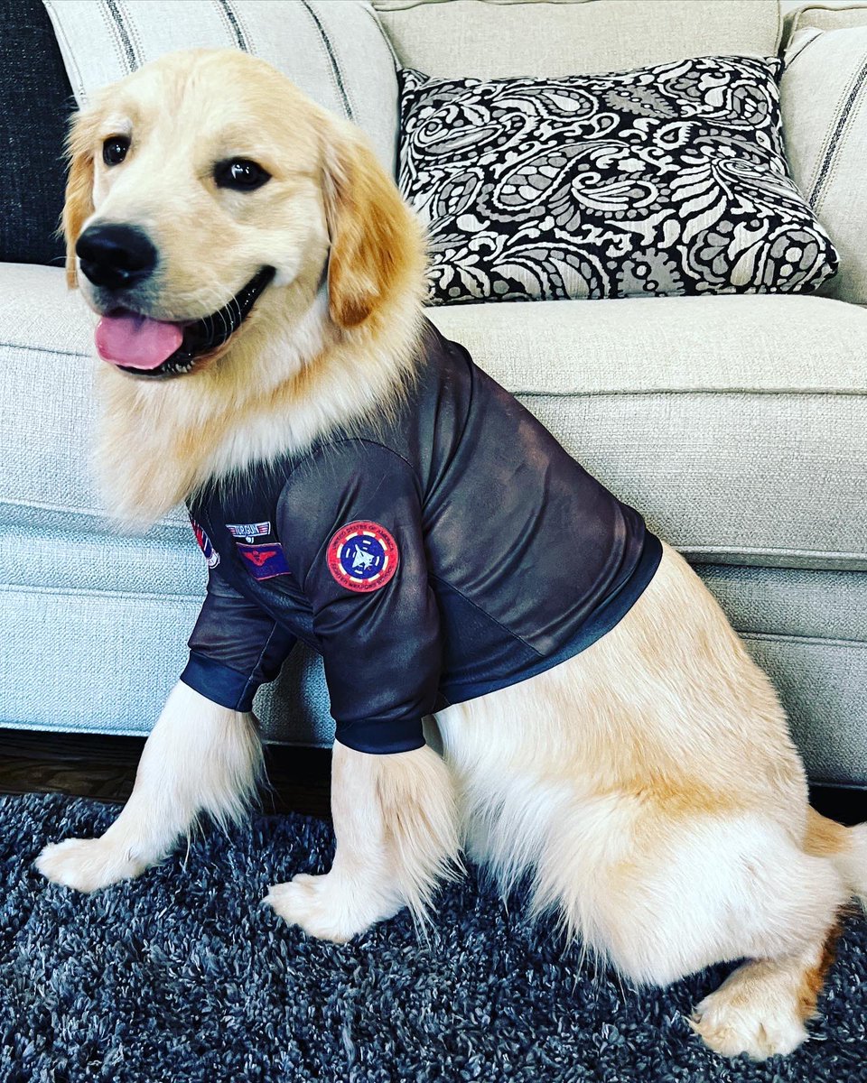 FotiCam's tweet photo. 🎃HAPPY HALLOWEEN from Maverick and all the Camilleris!👻 https://t.co/nInH7zktLR