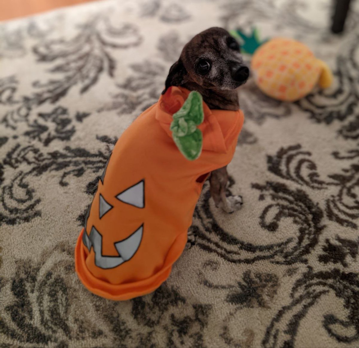 My tiny 7lb dog dressed as a pumpkin chased off 5 deer this Halloween, she is peak horror to deer apparently. 

I only hope I can one day be as bold as this little creature one day😆.