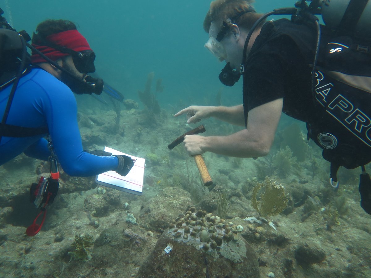 𝗡𝗲𝘄 𝗮𝗿𝘁𝗶𝗰𝗹𝗲 𝘀𝘂𝗺𝗺𝗮𝗿𝘆 𝗮𝘃𝗮𝗶𝗹𝗮𝗯𝗹𝗲! A Roadmap to Integrating Resilience into the Practice of Coral Reef Restoration offers a set of recommendations on how to incorporate resilience principles into restoration project planning &amp; design bit.ly/3T5b0v8