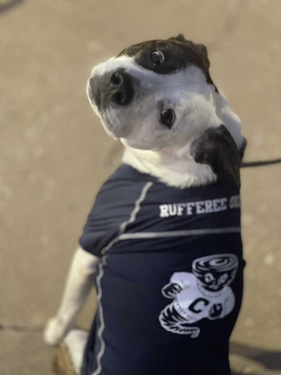 OkiePoky's tweet photo. Happy Halloween! I iz a rufferee! For my boy’s football. #OkiePoky #ZSHQ #Howloween #Halloween2022 #muttskickbutt #rescuedogs #goodboy #rescuedismyfavoritebreed https://t.co/3cuy0dbvet