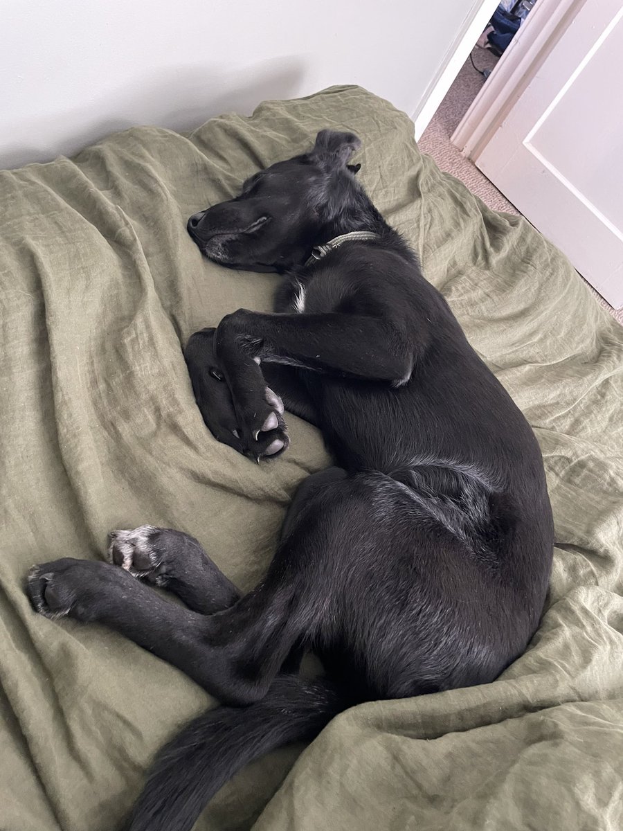 DellaAnneChrist's tweet photo. here. have some pics of fearne sleeping. https://t.co/tWYiJFMO69