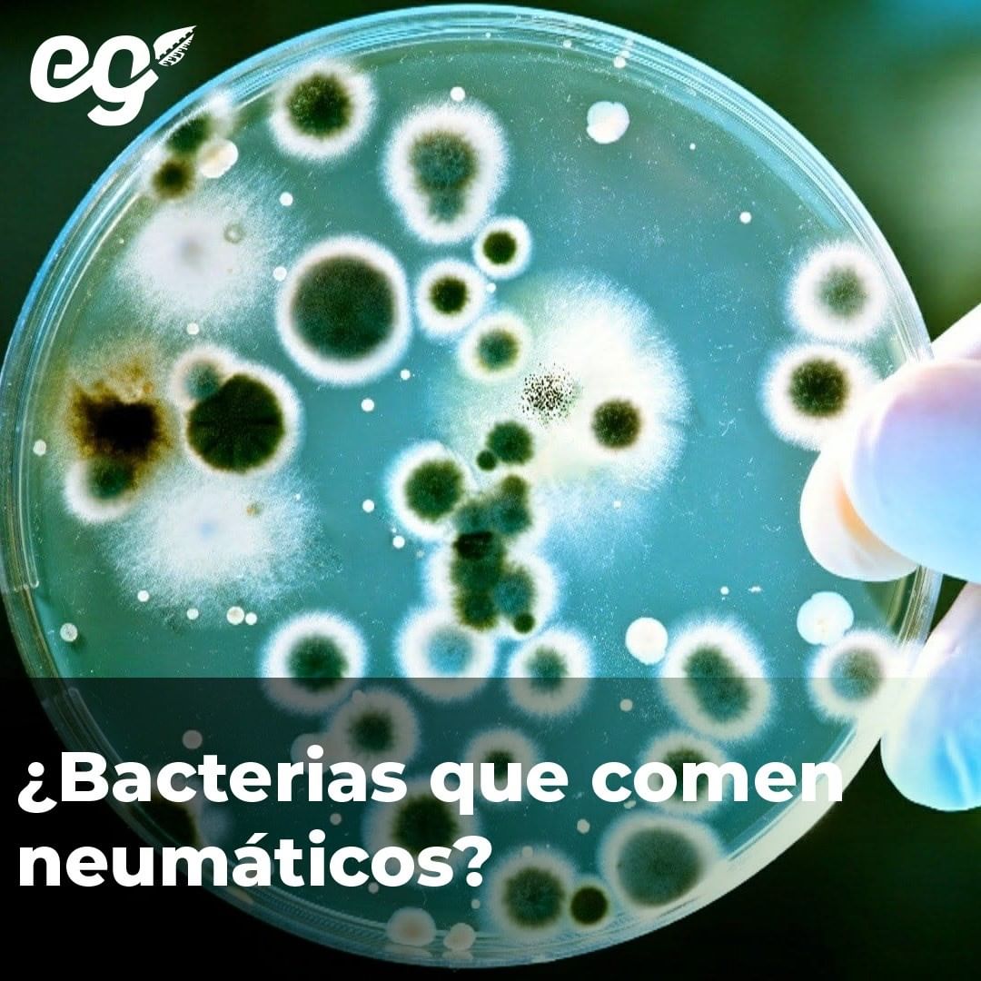 Ecogomas | Planta recicladora de neumáticos tweet media