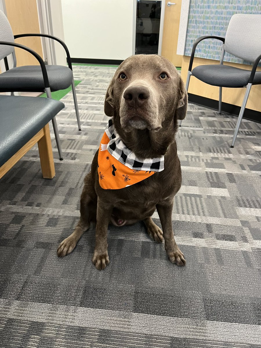 Bosa saw some spooky costumes at NMS today!🎃