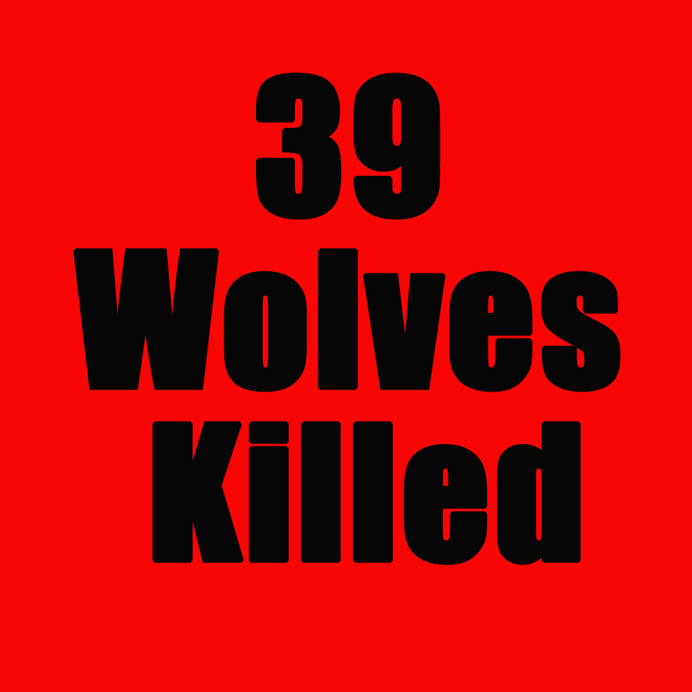 WolvesOfRockies's tweet photo. Four more Montana wolf killed yesterday. As of October 31, 2022, Montana has killed 39 wolves. This doesn't include poaching and other human-caused mortality. #StopTheSlaughter #wolvesoftherockies https://t.co/rjpgXdhfHu