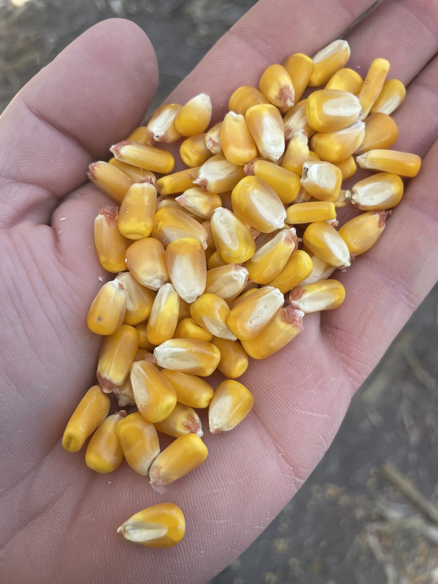cattleNcrops83's tweet photo. End of harvest is in sight. Weighing some DEKALB 🌽 plots with Country Partners Coop today. @DKAS_HP @bk_franzen @AgHusker1 https://t.co/OHzxX205sQ