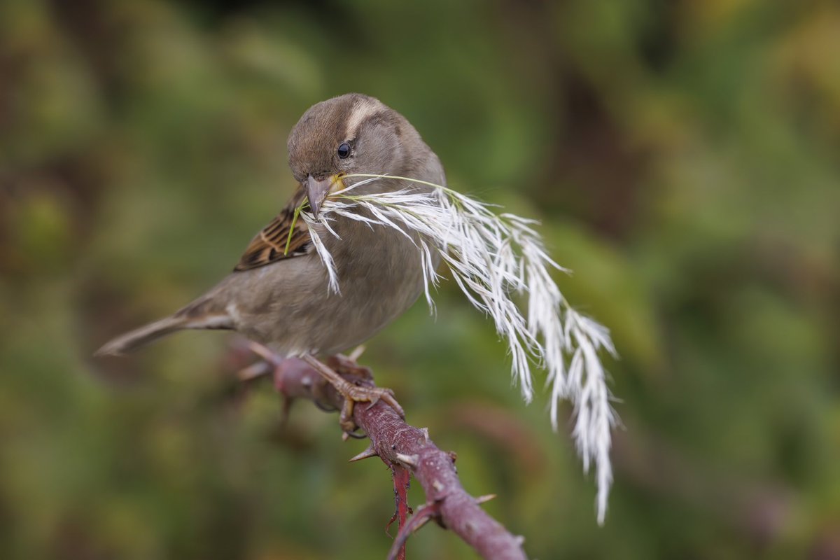 MourickRob's tweet photo. Deze huismus dame lijkt toch wat in de war door het warme weer en sleept heel de dag al met nestmateriaal in mijn tuin, of heeft ze voorkennis en is het isolatiemateriaal? @vogelnieuws https://t.co/O3JEw3UQMI