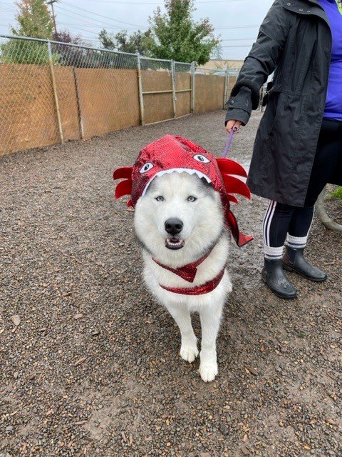 TigardOR's tweet photo. Check out the 2022 Howl-O-Ween Canine Contestants! 42 Entries, and some amazing costumes!
Special thank you to @MudBay for donating prizes to the winners! Thanks to all of our pups and friends that came out to make this #howloween such a hit! #Tigard #Oregon #PNW #dogs #pdxdogs https://t.co/h8hRj7Hiqf