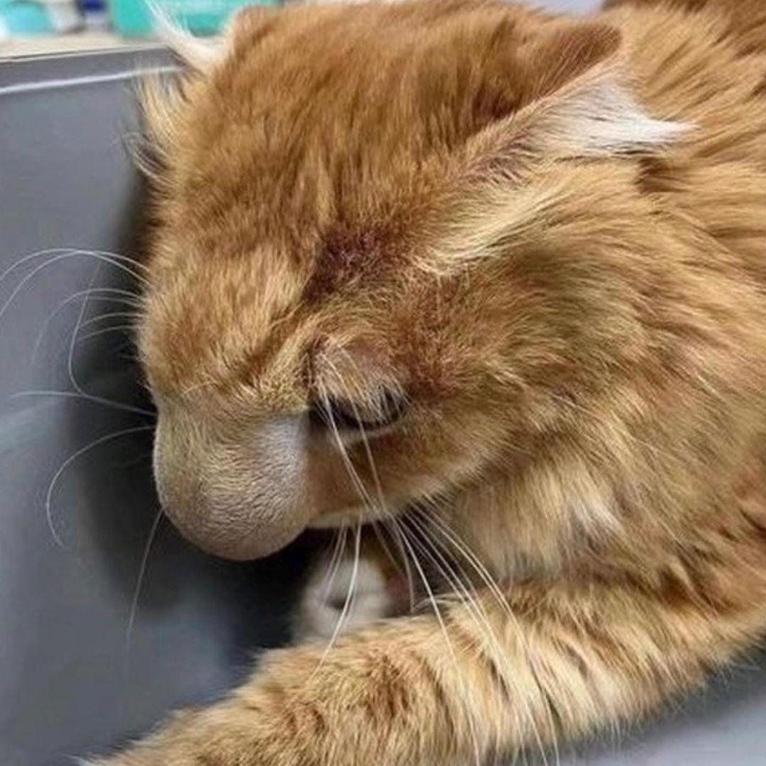 Медовый кот