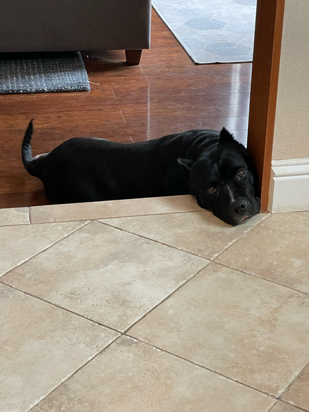 #Dog #Georgina_CCSTCA_02 I have the sweetest eyes https://t.co/yIirGir1HS https://t.co/Yg45sdZj8y