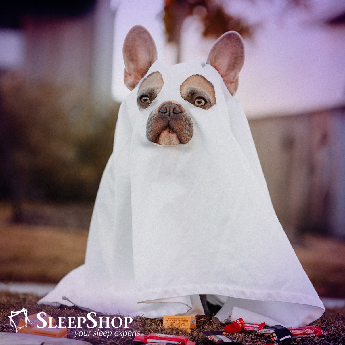 sleepshopbc's tweet photo. This is what we do with old sheets on Halloween night 👻🎃 And to buy new ones or any other product on your wishlist, enjoy a 10% discount with the coupon code HALLOWEEN2022

https://t.co/mkGx2mjJyN

#halloween #halloween2022 #mattress #mattressstore #mattresssale #sheetsets https://t.co/DlanjN4pKr