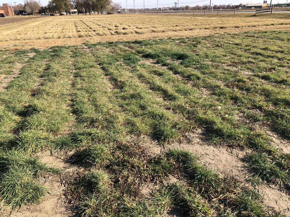 Fall growth of Forever Green crops on Oct 30 on the U’s St. Paul Campus. The perennial flax is still blooming (nectar-pollen), the Kernza, perennial oat, winter barley, and perennial cereal rye are providing  soil protection from wind and water erosion, and leaching of N and P
