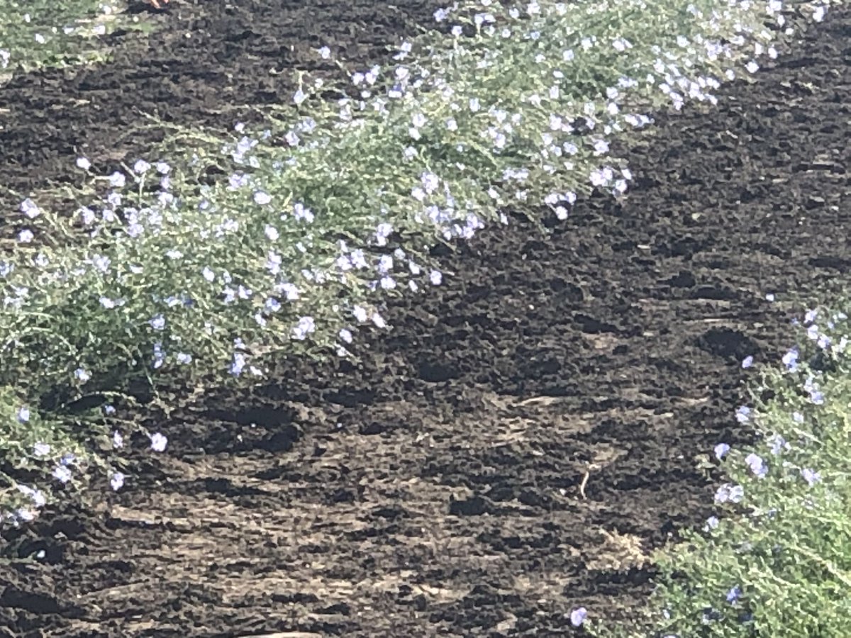 dlwyse's tweet photo. Fall growth of Forever Green crops on Oct 30 on the U’s St. Paul Campus. The perennial flax is still blooming (nectar-pollen), the Kernza, perennial oat, winter barley, and perennial cereal rye are providing  soil protection from wind and water erosion, and leaching of N and P https://t.co/1XF5LrWZZP