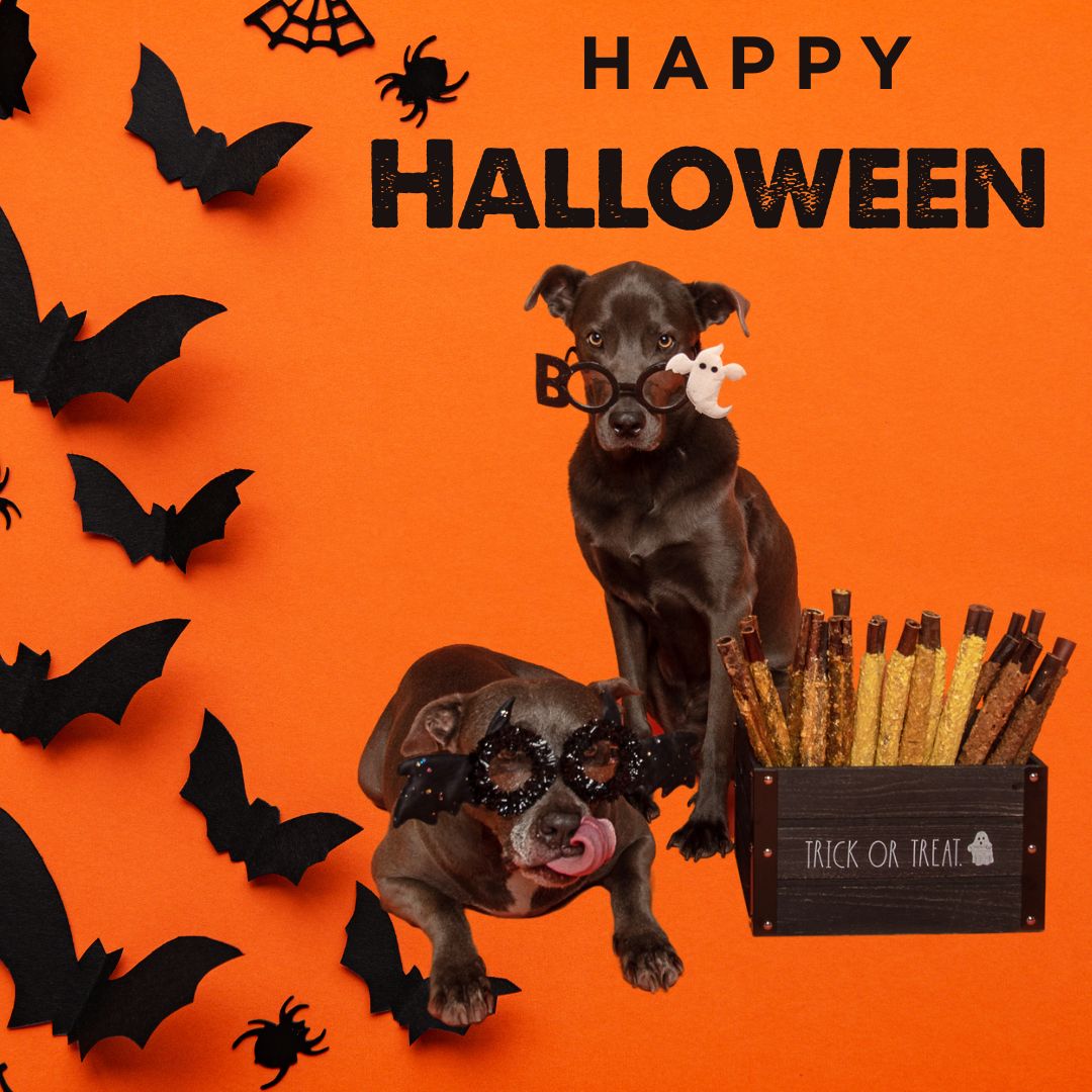Best Bully Sticks tweet media