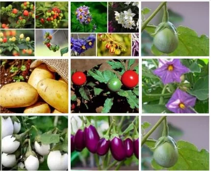 Ólafur Waage tweet media