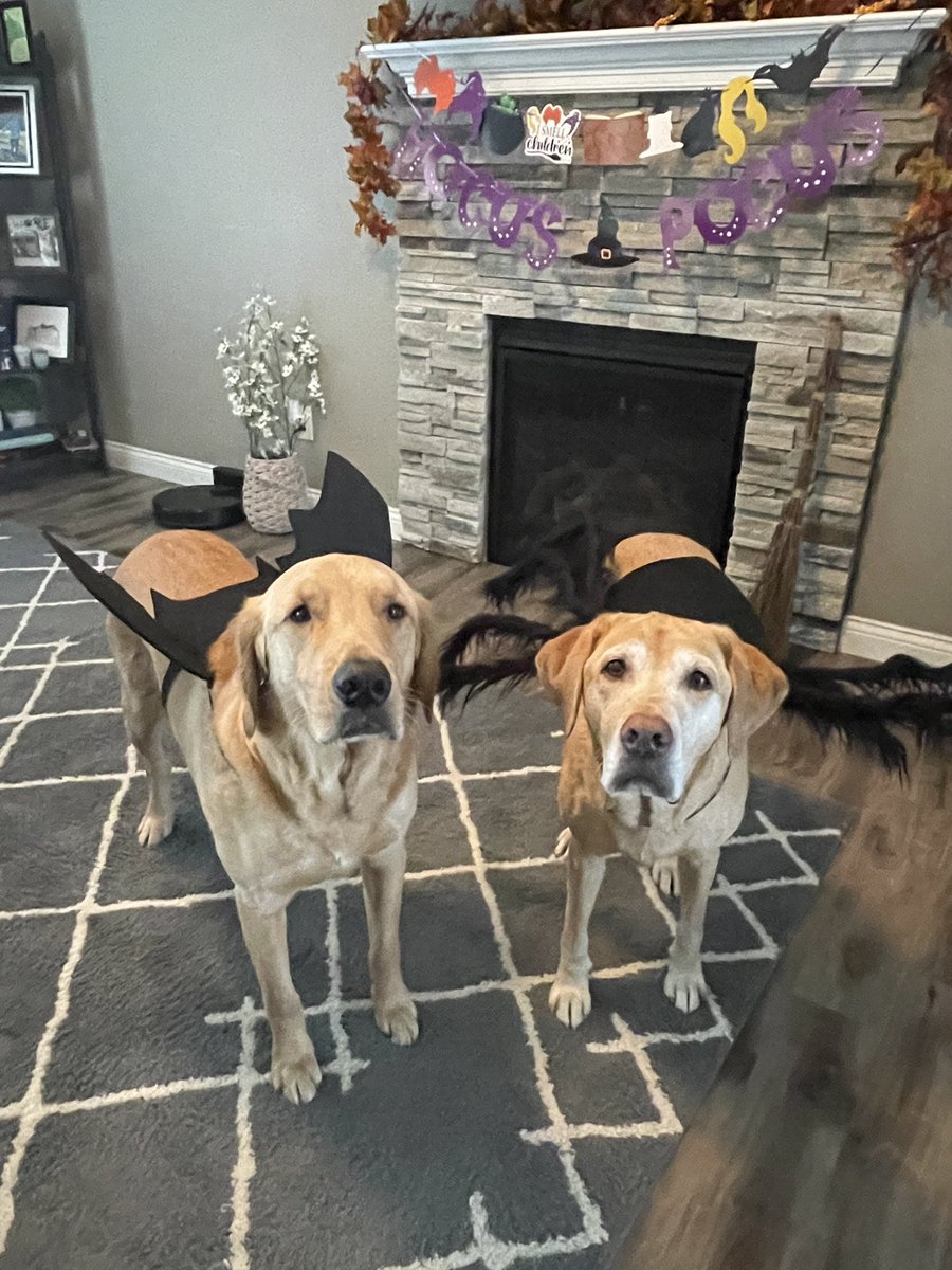 mcable63's tweet photo. @jblfinancial Grand dogs https://t.co/OPzI0SaxMG