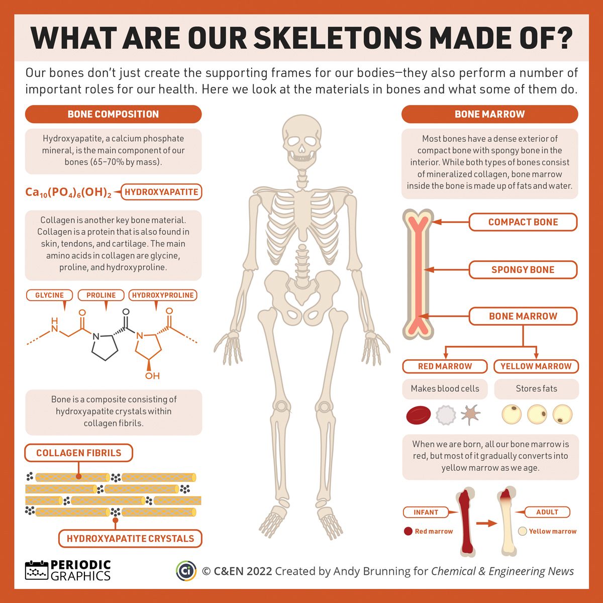 In this #PeriodicGraphics by @compoundchem, we take a look at the biochemistry of bones: fal.cn/3tcNO