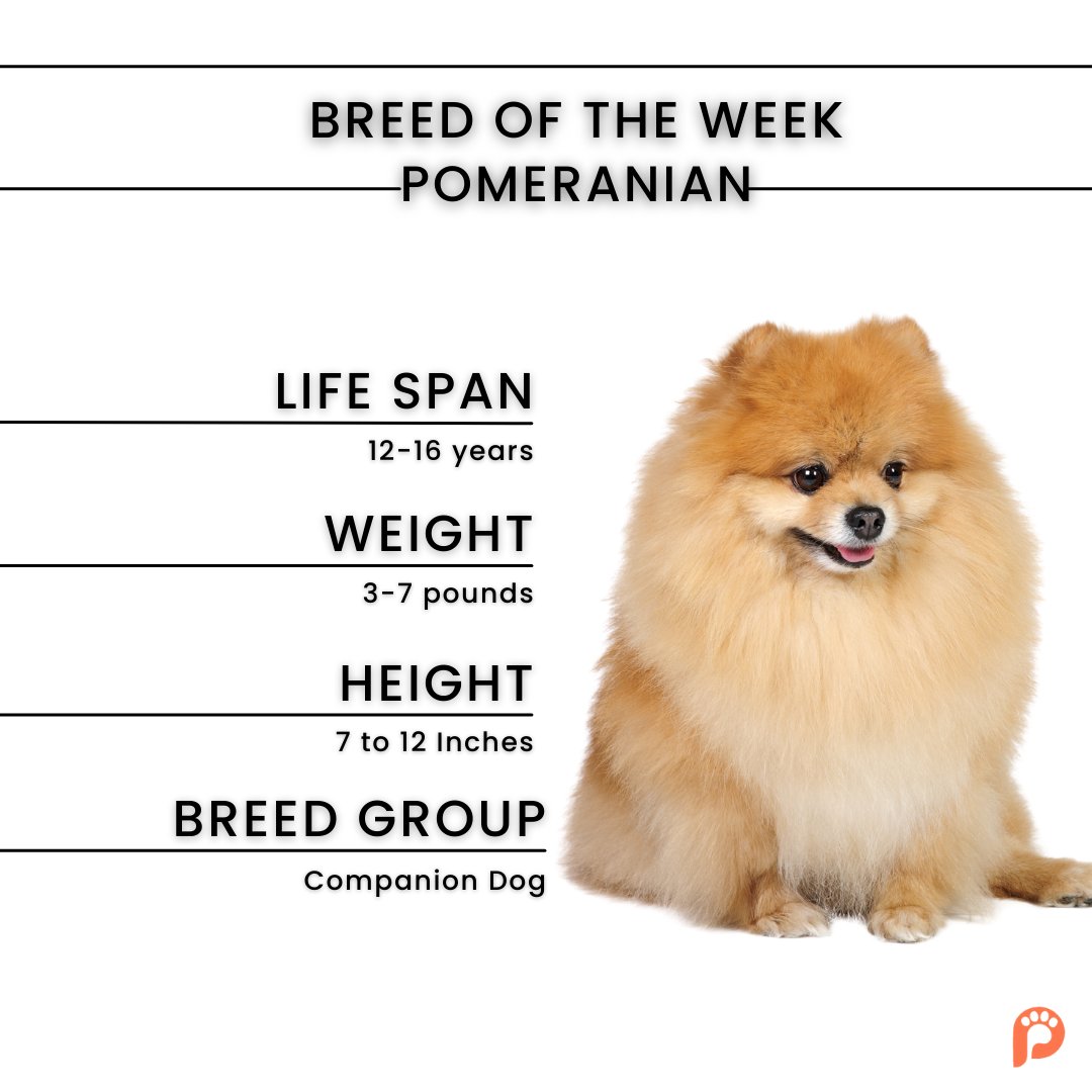 Growth Stages Pomeranian Puppy To Adulthood Month Pomeranian Shop
