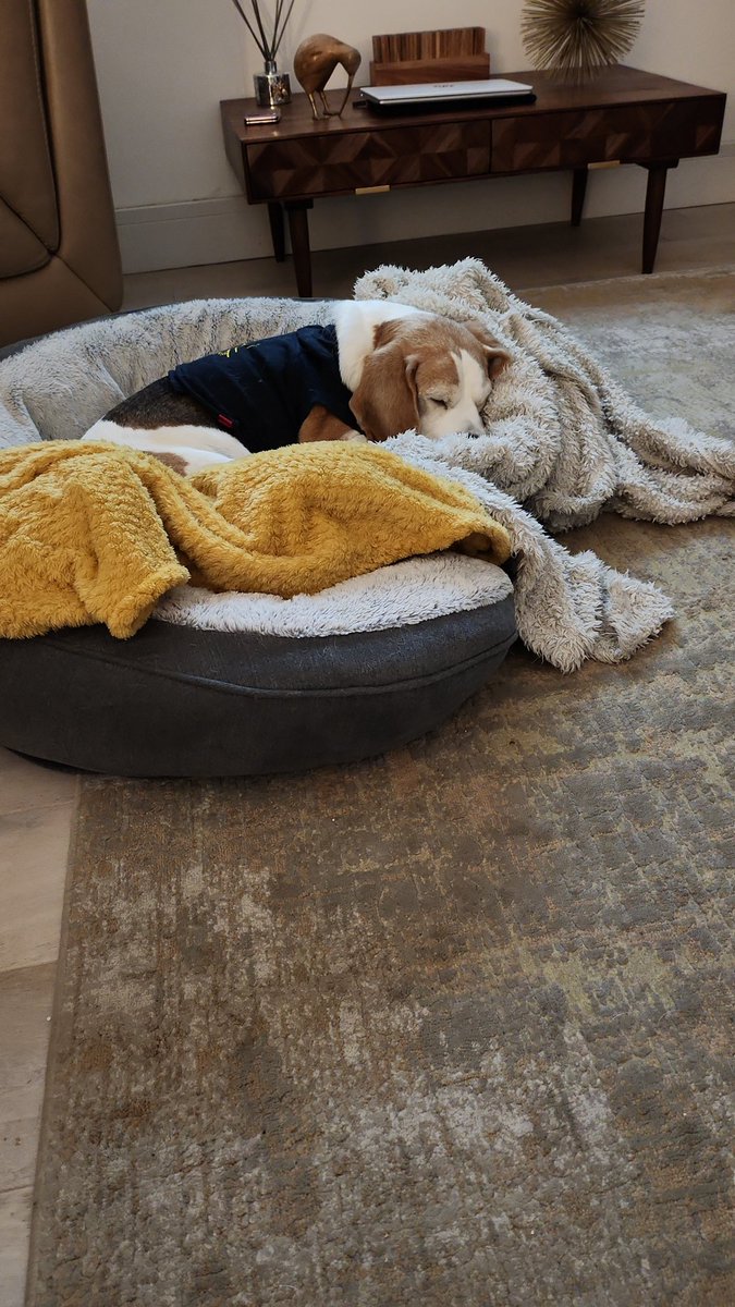RebusTheBeagle's tweet photo. I'm home now. They said I'd be less stressed at home. M&amp;D are happy to see me but I'm kinda out of it yet. Surgery went well. Got to wear a vest and collar for 10 days but M took collar off til bedtime. https://t.co/jiV6GjJXk9