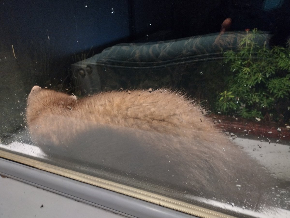 Happiness is having a pine marten squidged up against the window ❤️ <a href="/glenloywild/">Glenloy Wildlife</a>