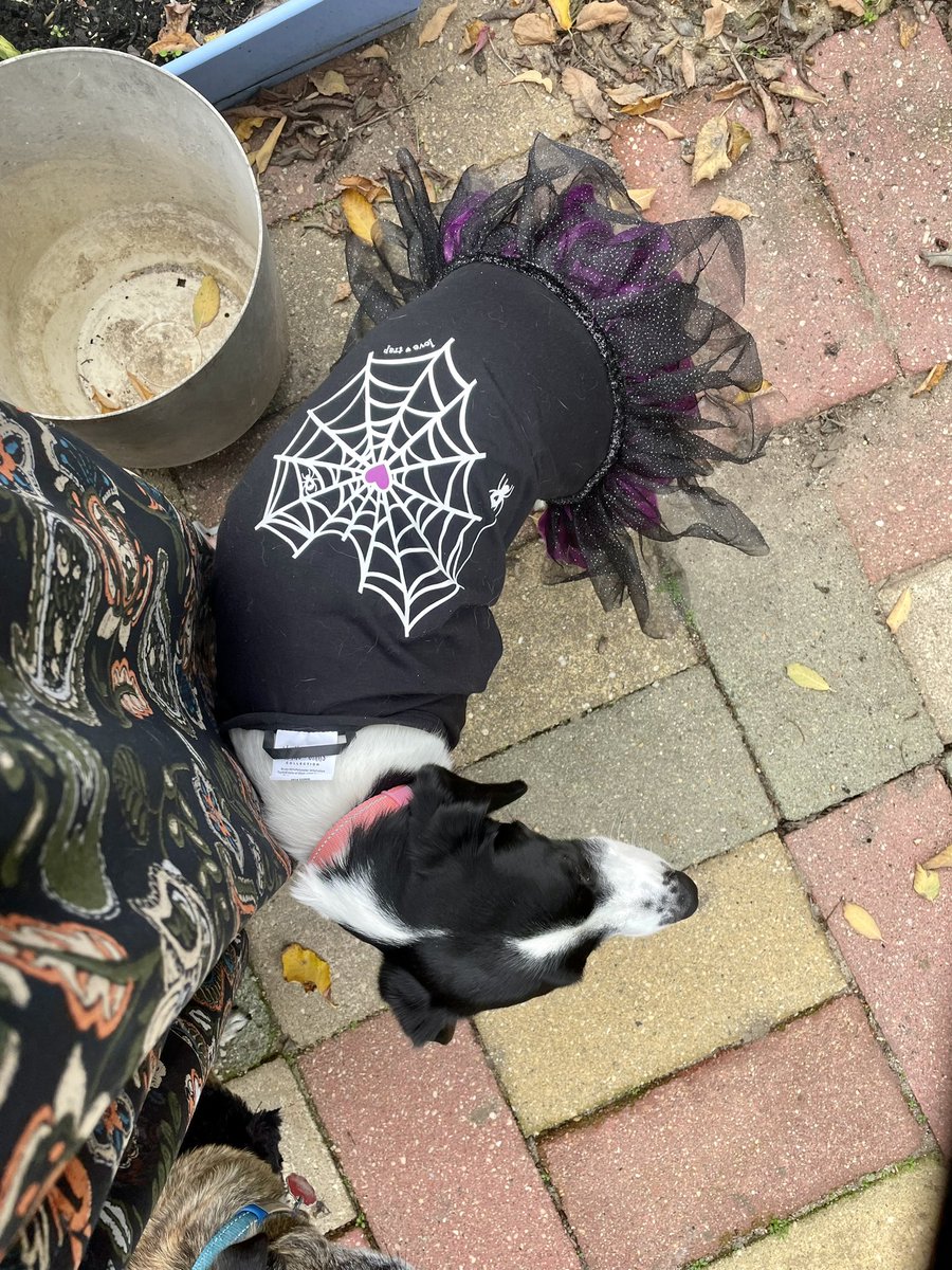 BeingFrankle's tweet photo. Hersheys not down with her witch dress. Refused to pose and then took it off herself. #witchdog #witch #dogs #HappyHalloween #dogcostume https://t.co/LhwSPflQSU