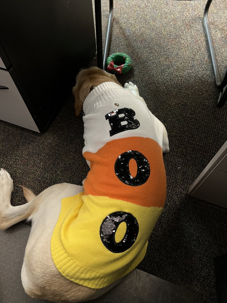 Happy Halloween!!! 🤍🧡💛 <a href="/NCSDTherapyDogs/">NCSD Therapy Dogs 🧩🦮💚</a>