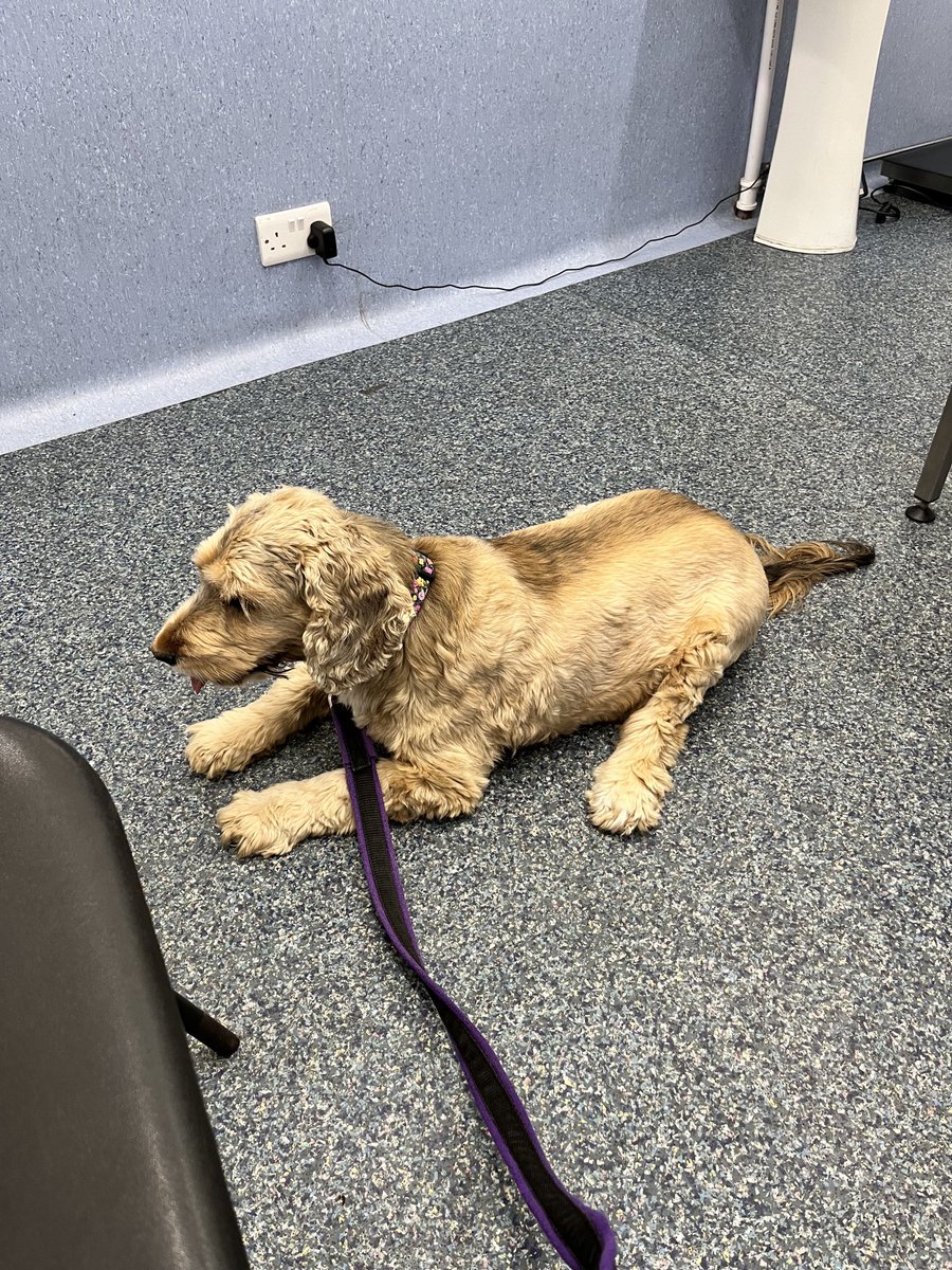 I’ve been to the vets today pals. Had my librela injection. Vet asked how Mum felt my quality of life was. Mum said I seem okay in myself just my legs won’t take me far. Vet said to keep me quiet and settled and Mum will know when it’s my time. So back in another month ❤️❤️