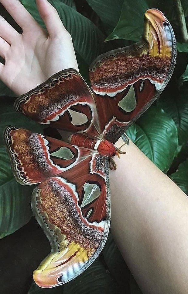 Yeryüzünün en büyük 🦋Kelebeklerinden biri. Peacock Eye Atlası, Peacock Eye familyasından bir 🦋Kelebektir.