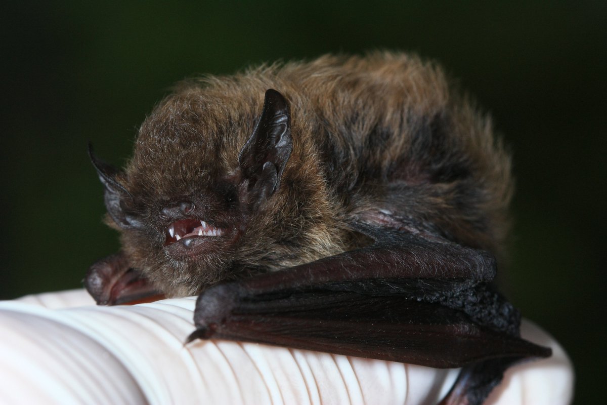 The #NGOWP team recently documented a species of bat that's specific to the remote highlands of Angola 🇦🇴 They explain why bats are a sign of a healthy ecosystem - & why Angola's highlands deserve further study as a 'hotspot' for 🦇 species doi.org/10.1093/zoolin… #BatWeek2022