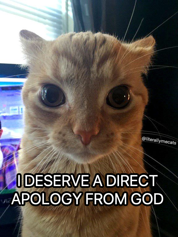 literallymecats's tweet image. 